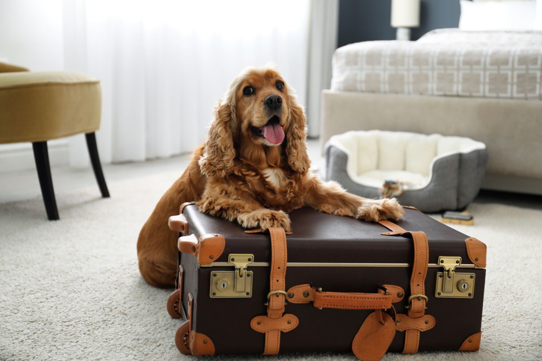 Take your dog to destinations where they can spend time outdoors.